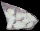 Cluster of Ediacaran Madusoid (Porpita) Fossils - Australia #39205-1